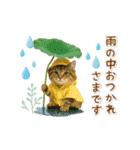 ▶動く癒しにゃんこの「夏」の毎日（個別スタンプ：23）