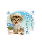 ▶動く癒しにゃんこの「夏」の毎日（個別スタンプ：24）