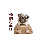動く！パグ部長（個別スタンプ：3）