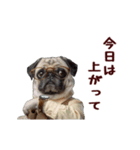 動く！パグ部長（個別スタンプ：9）