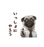 動く！パグ部長（個別スタンプ：21）