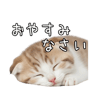 先輩に送れるネコスタンプ（個別スタンプ：4）