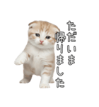 先輩に送れるネコスタンプ（個別スタンプ：5）