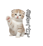先輩に送れるネコスタンプ（個別スタンプ：7）