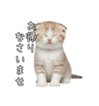 先輩に送れるネコスタンプ（個別スタンプ：8）