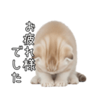 先輩に送れるネコスタンプ（個別スタンプ：14）