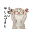 先輩に送れるネコスタンプ（個別スタンプ：15）