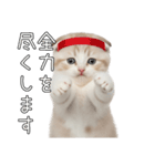 先輩に送れるネコスタンプ（個別スタンプ：16）