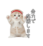 先輩に送れるネコスタンプ（個別スタンプ：17）