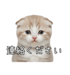 先輩に送れるネコスタンプ（個別スタンプ：19）