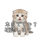 先輩に送れるネコスタンプ（個別スタンプ：22）
