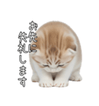 先輩に送れるネコスタンプ（個別スタンプ：29）
