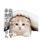 先輩に送れるネコスタンプ（個別スタンプ：36）