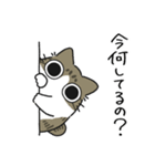ねこぽっくるキジ白【友達】（個別スタンプ：5）