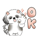 シーズー犬 「毎日よく使う言葉」（個別スタンプ：7）