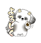 シーズー犬 「毎日よく使う言葉」（個別スタンプ：25）