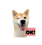 柴犬ぽんた！（個別スタンプ：1）
