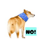 柴犬ぽんた！（個別スタンプ：2）