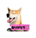 柴犬ぽんた！（個別スタンプ：3）