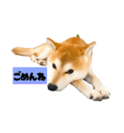 柴犬ぽんた！（個別スタンプ：4）