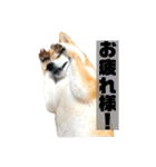 柴犬ぽんた！（個別スタンプ：7）