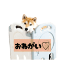 柴犬ぽんた！（個別スタンプ：8）