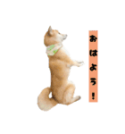 柴犬ぽんた！（個別スタンプ：9）