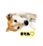 柴犬ぽんた！（個別スタンプ：11）