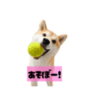 柴犬ぽんた！（個別スタンプ：12）