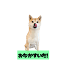 柴犬ぽんた！（個別スタンプ：13）
