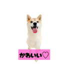 柴犬ぽんた！（個別スタンプ：14）