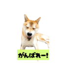 柴犬ぽんた！（個別スタンプ：15）