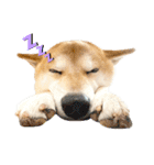 柴犬ぽんた！（個別スタンプ：18）