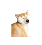 柴犬ぽんた！（個別スタンプ：20）