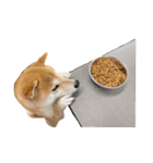 柴犬ぽんた！（個別スタンプ：21）