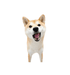 柴犬ぽんた！（個別スタンプ：22）