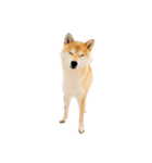 柴犬ぽんた！（個別スタンプ：23）