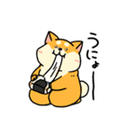 柴犬むちのお正月【再販】（個別スタンプ：11）