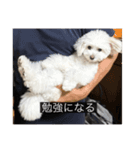 ルネ（字幕入り）（個別スタンプ：1）