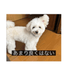 ルネ（字幕入り）（個別スタンプ：4）