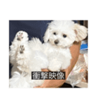 ルネ（字幕入り）（個別スタンプ：8）