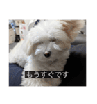 ルネ（字幕入り）（個別スタンプ：11）