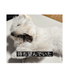ルネ（字幕入り）（個別スタンプ：13）