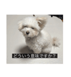 ルネ（字幕入り）（個別スタンプ：14）
