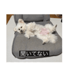 ルネ（字幕入り）（個別スタンプ：20）