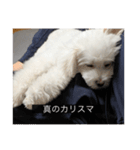 ルネ（字幕入り）（個別スタンプ：24）