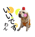 わんダフル マーチ2（個別スタンプ：1）