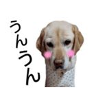わんダフル マーチ2（個別スタンプ：4）