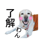 わんダフル マーチ2（個別スタンプ：5）