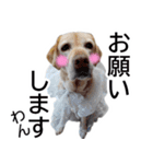 わんダフル マーチ2（個別スタンプ：16）